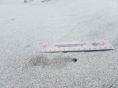 Cicindela bellissima