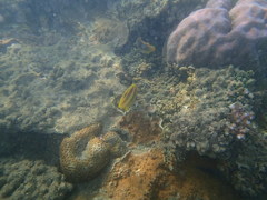 Chaetodon rainfordi