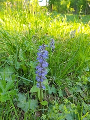 Ajuga reptans