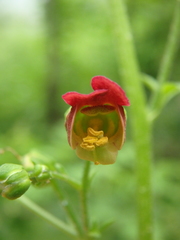 Scrophularia scopolii