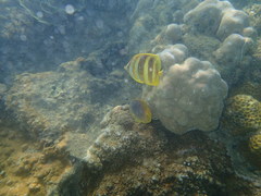 Chaetodon rainfordi