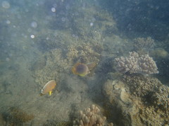 Chaetodon aureofasciatus