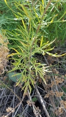 Artemisia palmeri