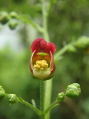 Scrophularia scopolii