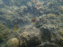 Chaetodon aureofasciatus