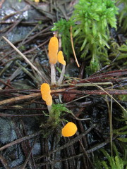 Mitrula lunulatospora