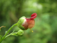 Scrophularia scopolii