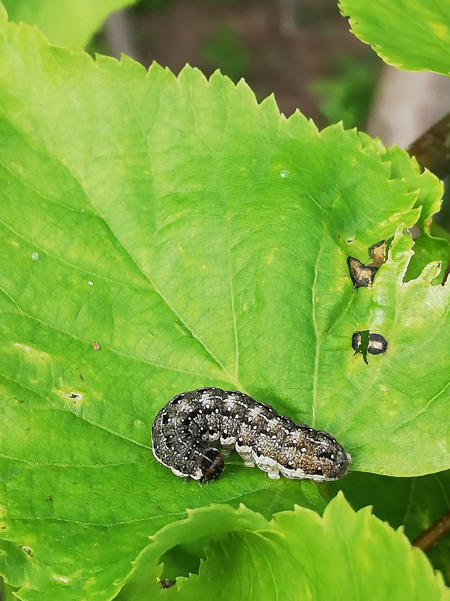 Tiliacea citrago