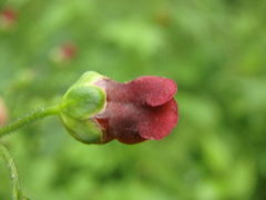Scrophularia scopolii