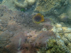 Chaetodon aureofasciatus