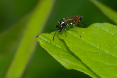 Macrophya punctumalbum
