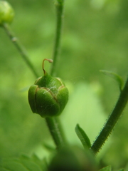 Scrophularia scopolii