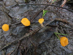 Mitrula lunulatospora