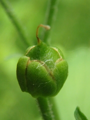Scrophularia scopolii
