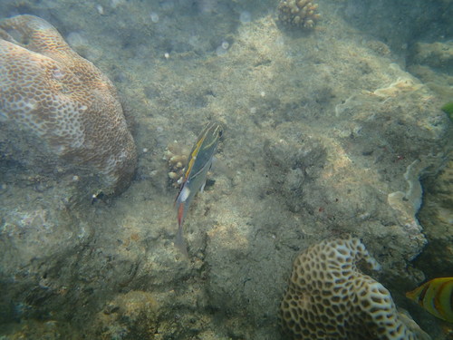 Nemipteridae