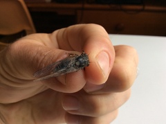 Atrapsalta furcilla