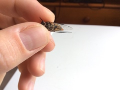 Atrapsalta furcilla