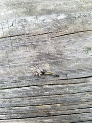 Platycryptus undatus