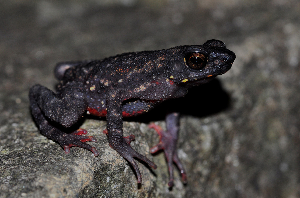 Blaira ornata