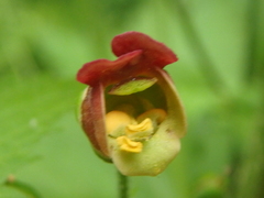Scrophularia scopolii