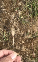 Hordeum marinum