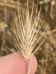 Hordeum marinum