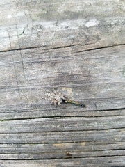 Platycryptus undatus