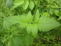 Scrophularia scopolii