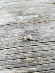 Platycryptus undatus