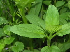 Scrophularia umbrosa