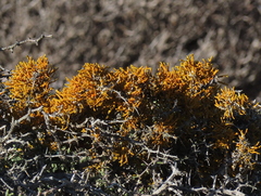 Dufourea flammea