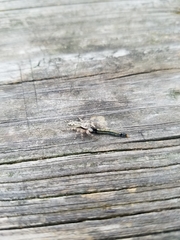 Platycryptus undatus