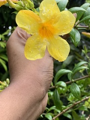 Allamanda cathartica