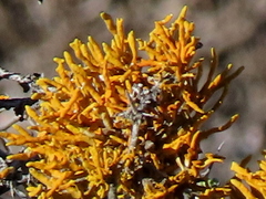 Dufourea flammea