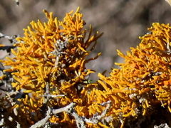Dufourea flammea