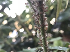Macrosiphum rosae