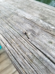 Platycryptus undatus