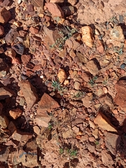 Corrigiola telephiifolia