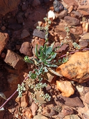 Corrigiola telephiifolia