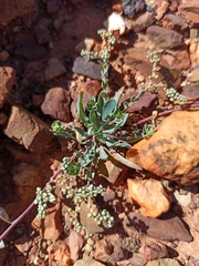 Corrigiola telephiifolia