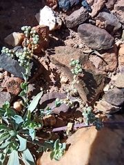 Corrigiola telephiifolia