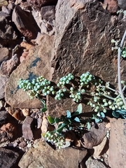 Corrigiola telephiifolia