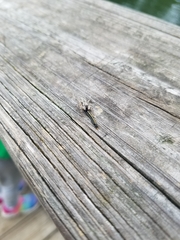 Platycryptus undatus