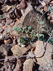 Corrigiola telephiifolia