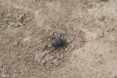 Lethrus apterus