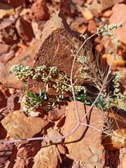 Corrigiola telephiifolia