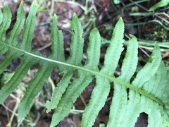Polypodium glycyrrhiza