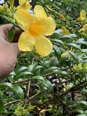 Allamanda cathartica