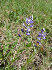 Polygala wolfgangiana