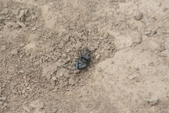 Lethrus apterus